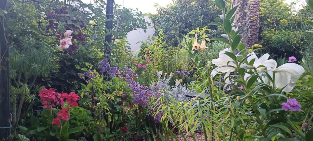 Casa Flora Garden Studio El El Sauzal Extérieur photo