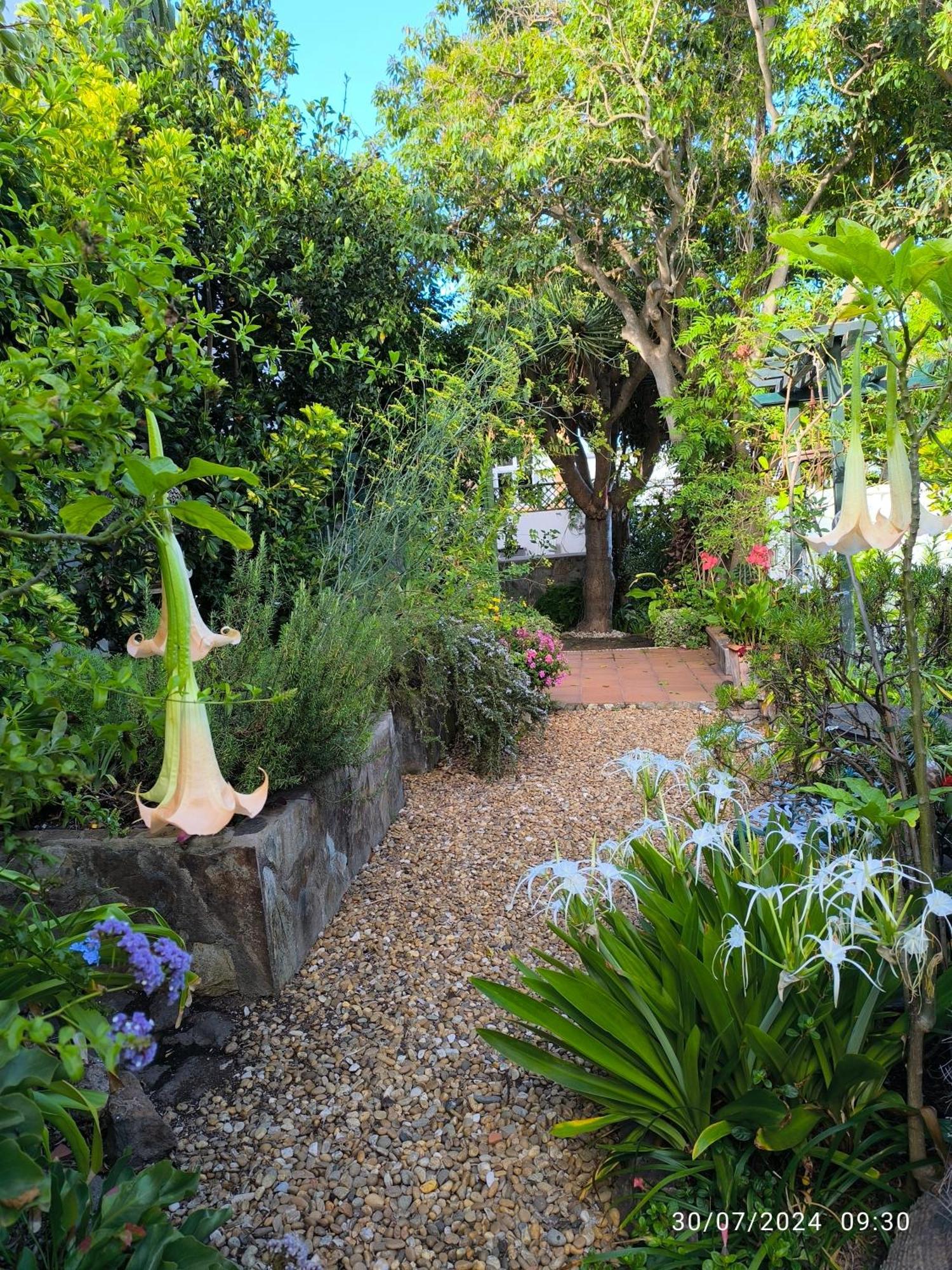 Casa Flora Garden Studio El El Sauzal Extérieur photo
