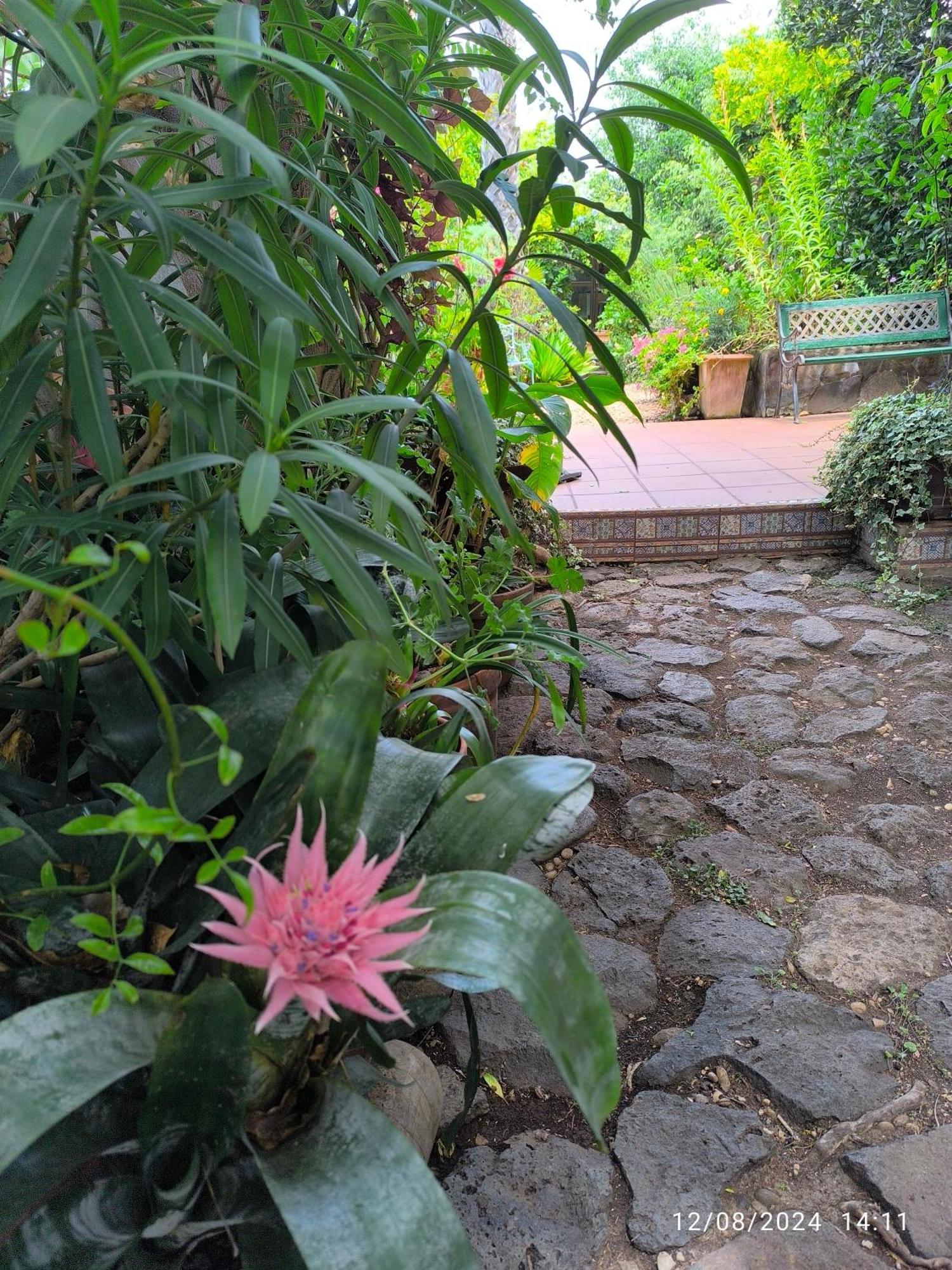 Casa Flora Garden Studio El El Sauzal Extérieur photo
